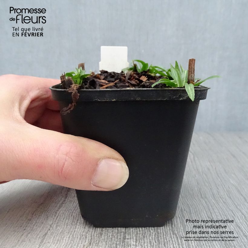 Physostegia virginiana Red Beauty Maceta de 8/9 cm Ejemplar entregado en invierno