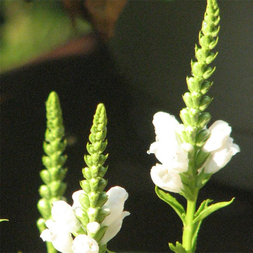 Physostegia virginiana Summer Snow (Floración)