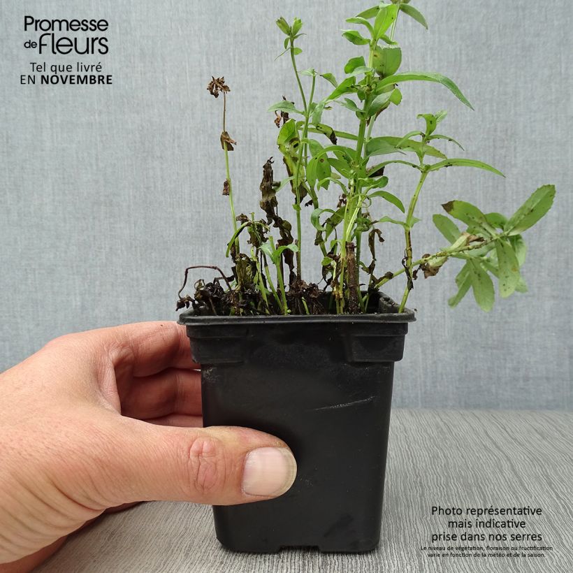 Ejemplar de Physostegia virginiana Summer Snow Maceta de 7/8 cm entregado en otoño