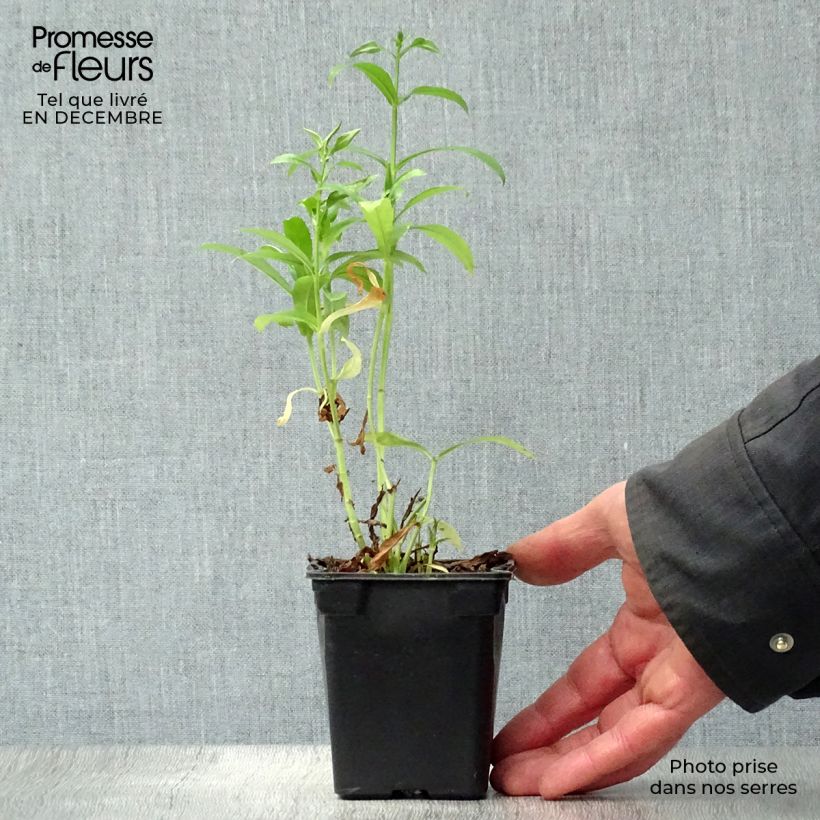 Physostegia virginiana Summer Snow Maceta de 7/8 cm Ejemplar entregado en invierno