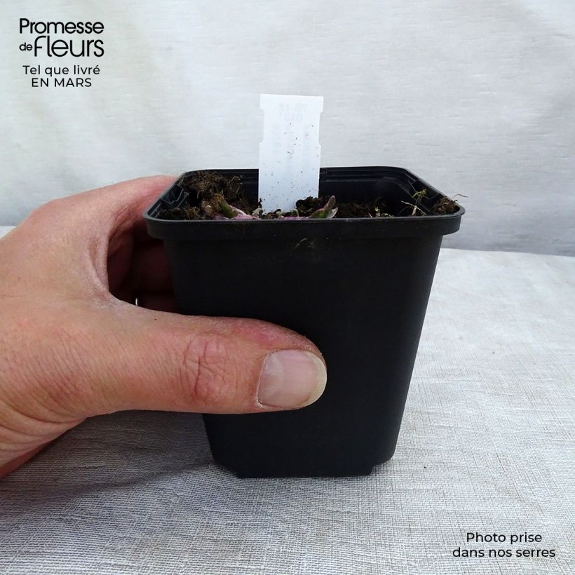 Physostegia virginiana Variegata Maceta de 8/9 cm Ejemplar entregado en invierno