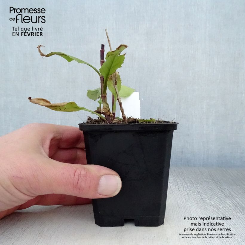 Physostegia virginiana Vivid Maceta de 8/9 cm Ejemplar entregado en invierno