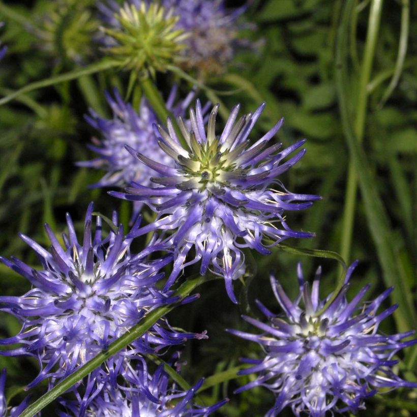 Phyteuma scheuchzeri (Floración)