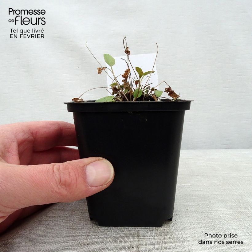 Phyteuma scheuchzeri Maceta de 8/9 cm Ejemplar entregado en invierno