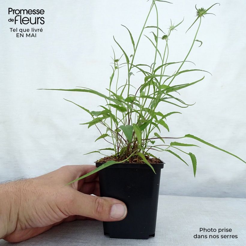 Phyteuma scheuchzeri Maceta de 8/9 cm Ejemplar entregado en la primavera