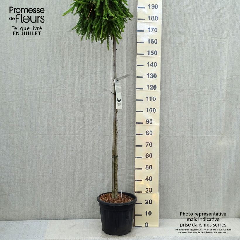 Ejemplar de Picea abies Frohburg - Pícea común Maceta 20L/25L, Tallo alto entregado en verano