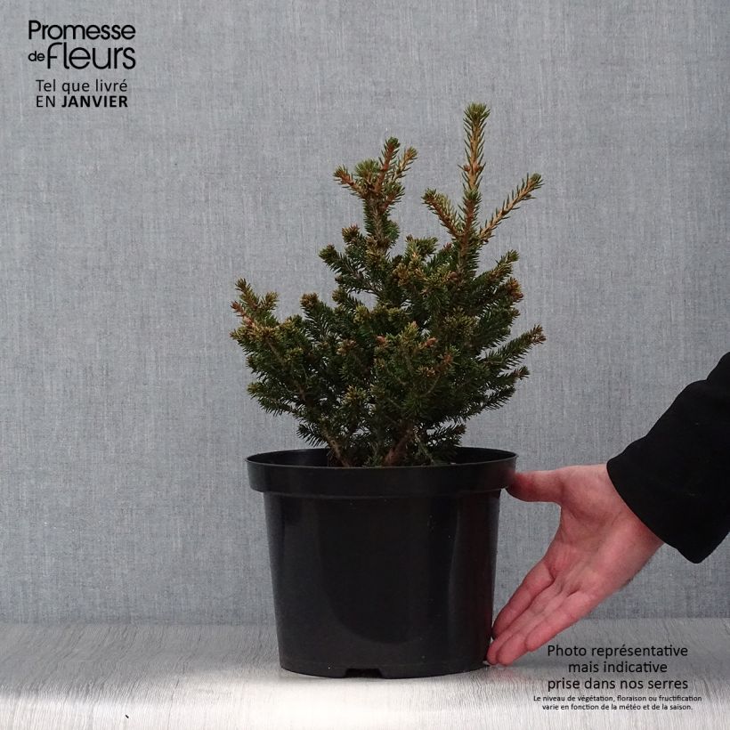 Picea abies Will's Zwerg - Pícea común Maceta 7,5L/10L Ejemplar entregado en invierno