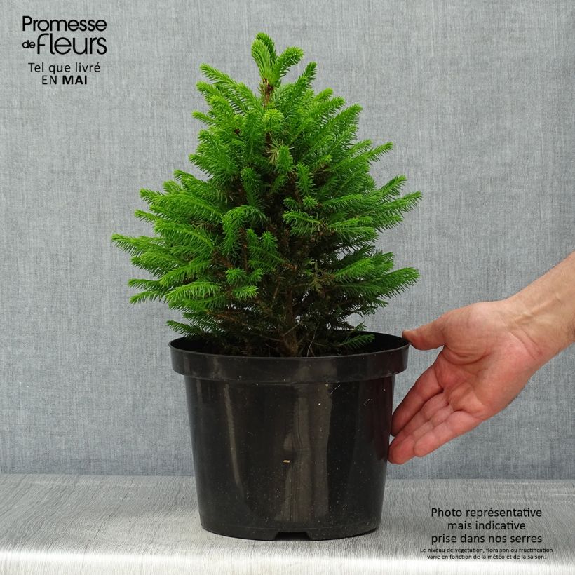 Picea abies Will's Zwerg - Pícea común Maceta 7,5L/10L Ejemplar entregado en la primavera