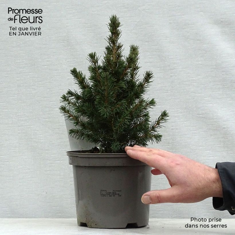 Picea glauca Conica - Pícea blanca Maceta 2L/3L Ejemplar entregado en invierno