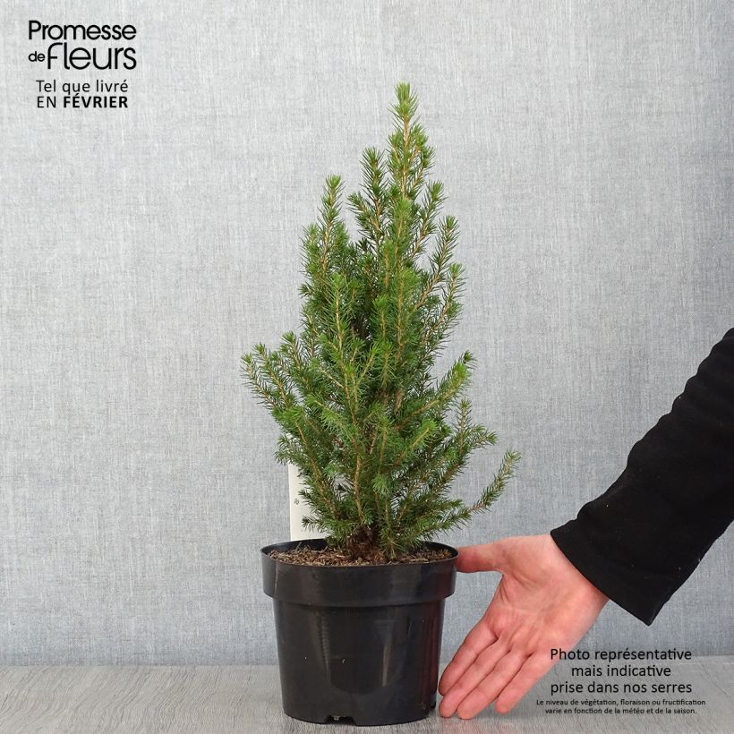 Picea glauca December - Pícea blanca Maceta 3L/4L Ejemplar entregado en invierno