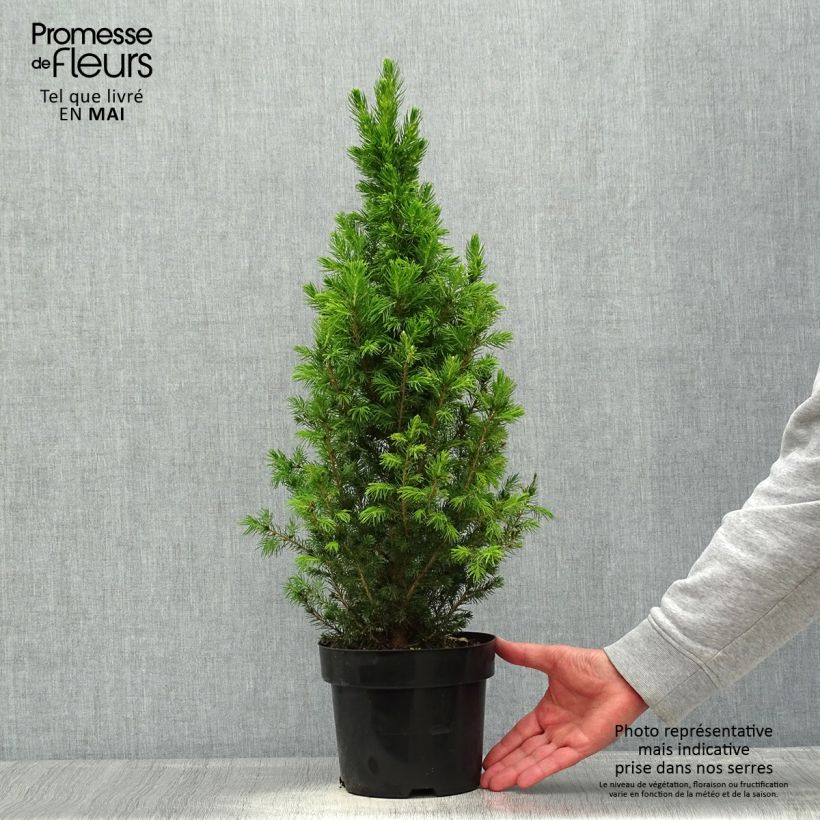 Picea glauca December - Pícea blanca Maceta 3L/4L Ejemplar entregado en la primavera