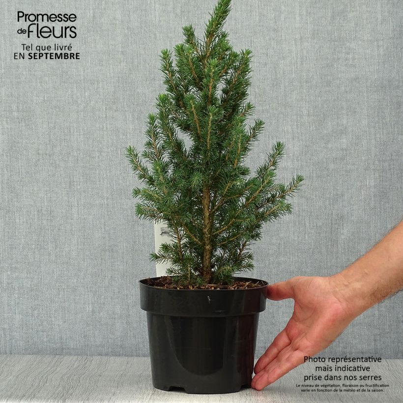 Ejemplar de Picea glauca December - Pícea blanca Maceta 3L/4L entregado en otoño