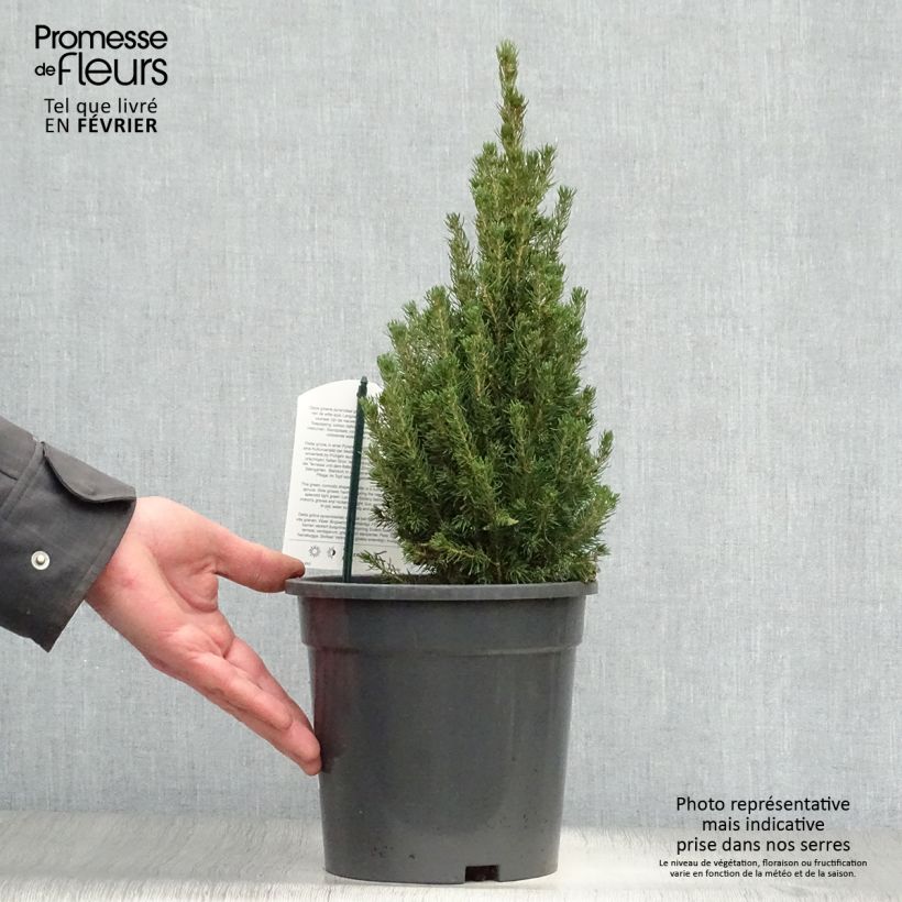 Picea glauca Laurin - Pícea blanca Maceta 3L/4L Ejemplar entregado en invierno