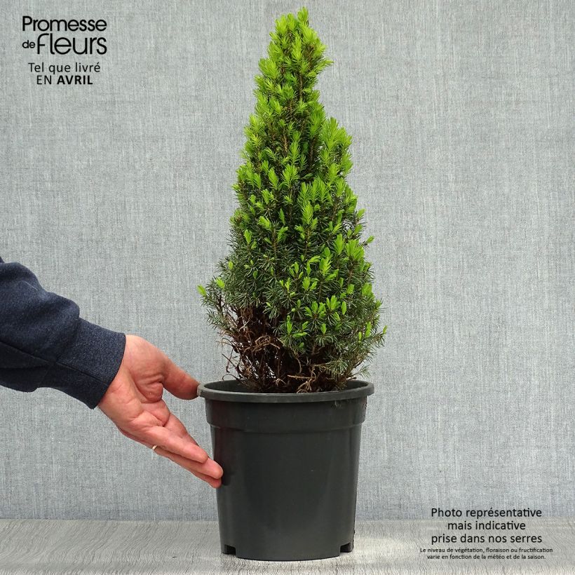Picea glauca Laurin - Pícea blanca Maceta 3L/4L Ejemplar entregado en la primavera