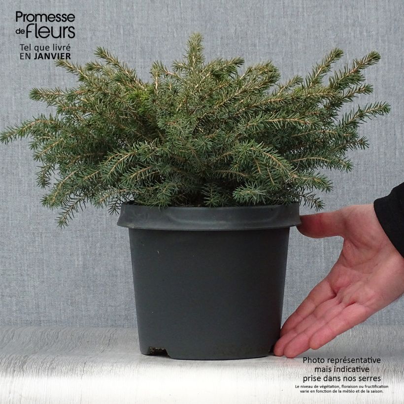 Picea mariana Nana - Abeto negro Maceta 2L/3L Ejemplar entregado en invierno