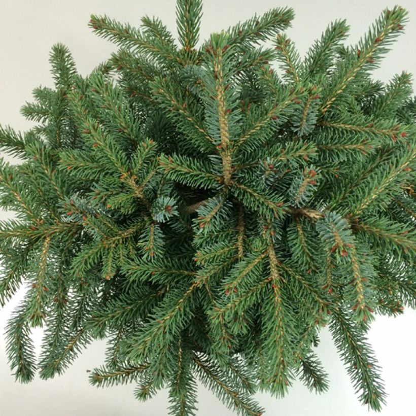 Picea mariana Machala - Abeto negro (Follaje)
