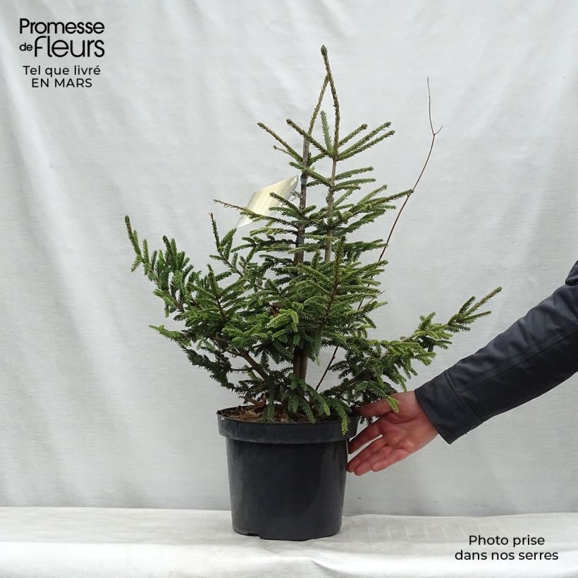Picea orientalis Aureospicata Maceta 7,5L/10L Ejemplar entregado en la primavera