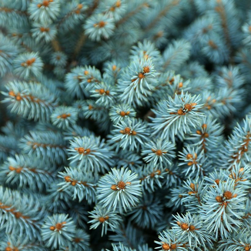 Picea pungens Tokarz - Pícea de Colorado (Follaje)