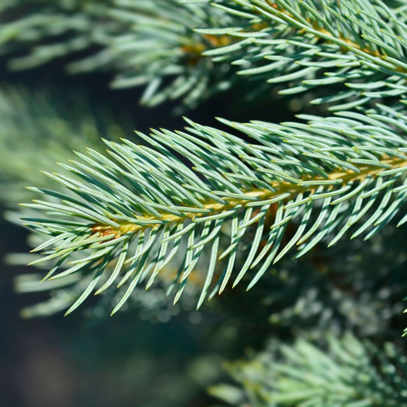 Picea pungens Iseli Fastigiate - Pícea de Colorado (Follaje)