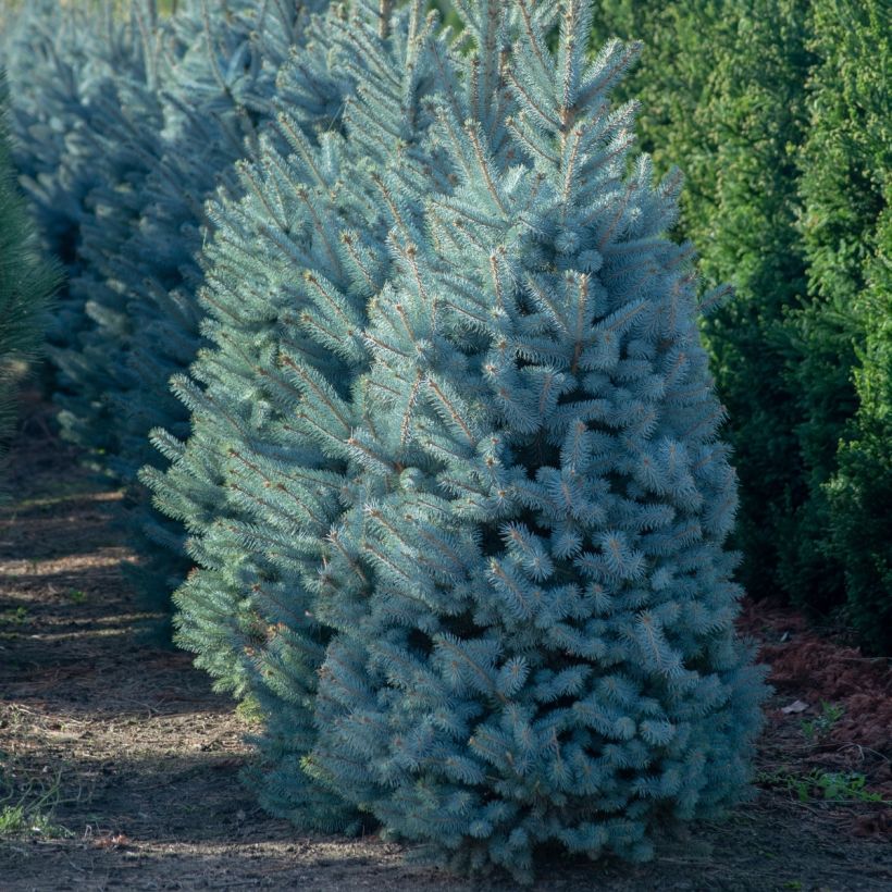 Picea pungens Iseli Fastigiate - Pícea de Colorado (Porte)