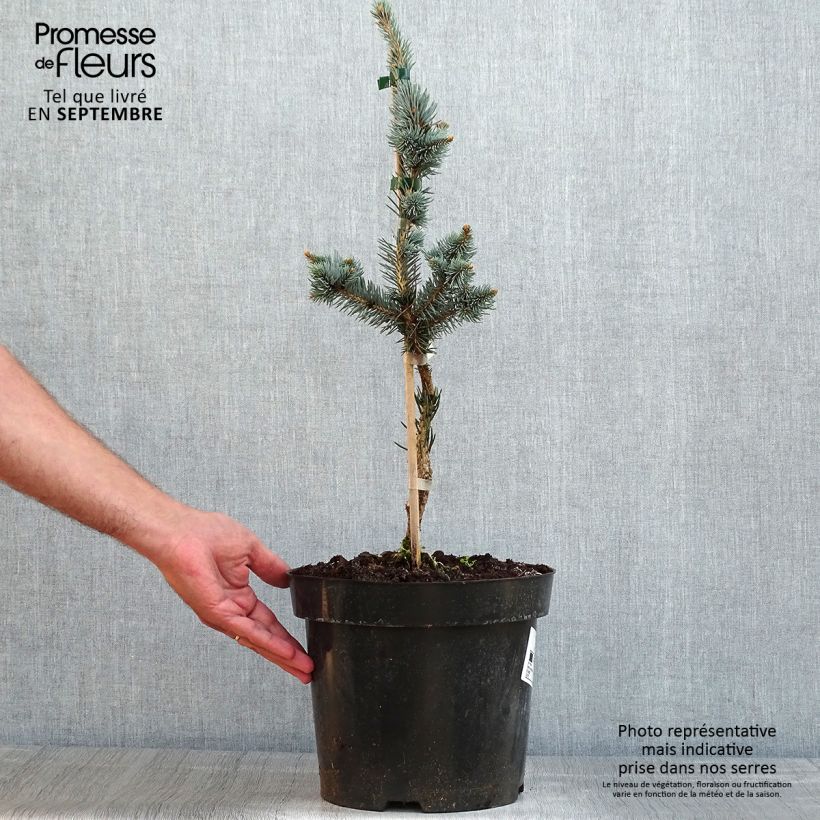 Ejemplar de Picea pungens Iseli Foxtail - Pícea de Colorado Maceta 3L/4L entregado en verano