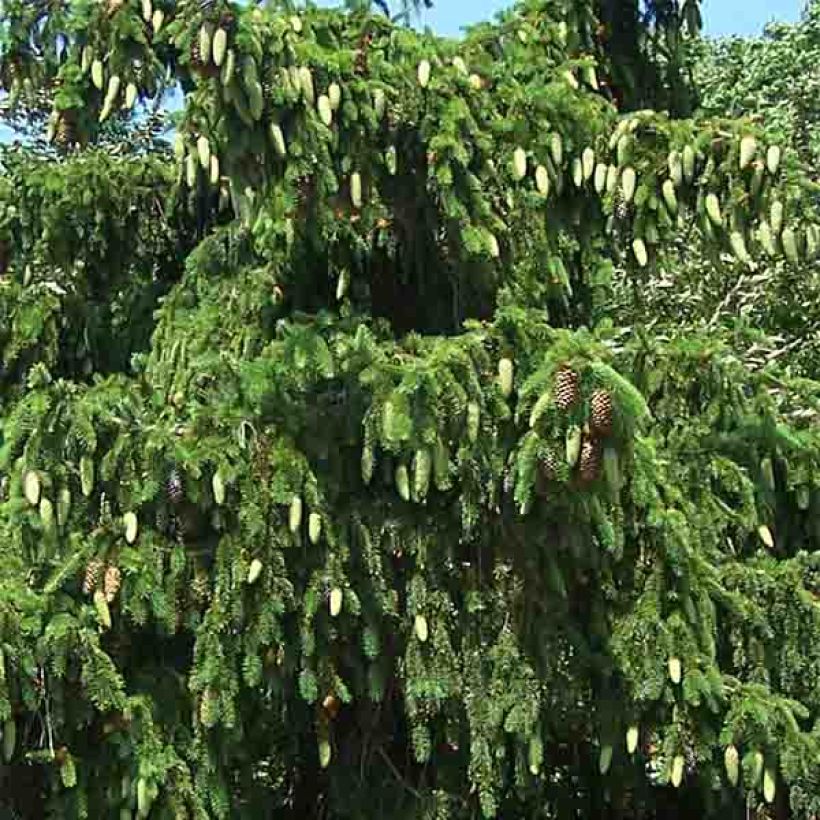 Picea abies Acrocona - Pícea común (Follaje)