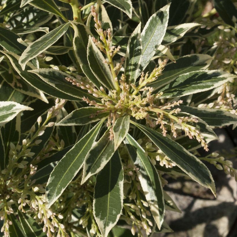 Pieris japonica Flaming Silver - Andrómeda (Follaje)