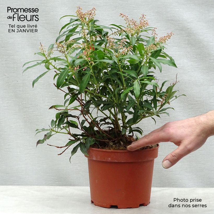 Pieris japonica Forest Flame - Andrómeda Maceta 2L/3L Ejemplar entregado en invierno