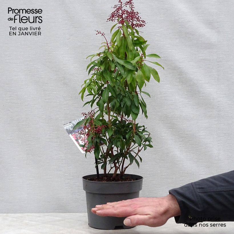 Pieris japonica Valley Valentine - Andrómeda Maceta 2L/3L Ejemplar entregado en invierno