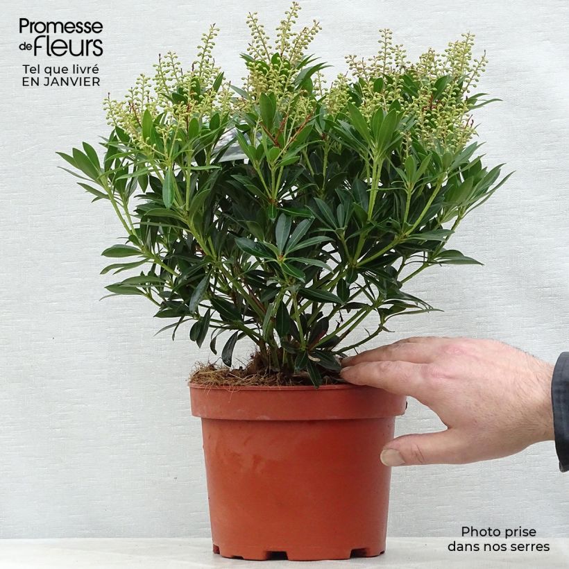 Pieris japonica Debutante - Andrómeda Maceta 2L/3L Ejemplar entregado en invierno