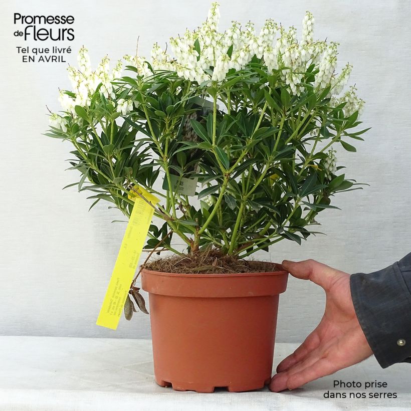 Pieris japonica Debutante - Andrómeda Maceta 2L/3L Ejemplar entregado en la primavera