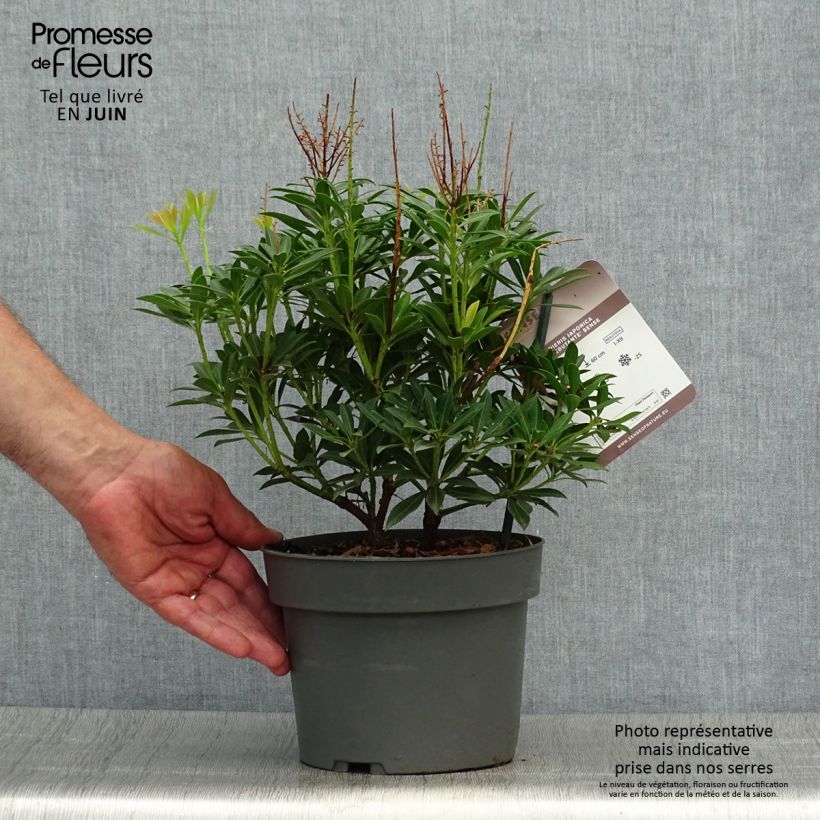 Ejemplar de Pieris japonica Debutante - Andrómeda Maceta 2L/3L entregado en verano