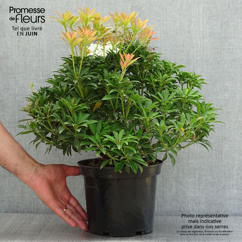Ejemplar de Pieris japonica Debutante - Andrómeda Maceta 4L/5L entregado en verano