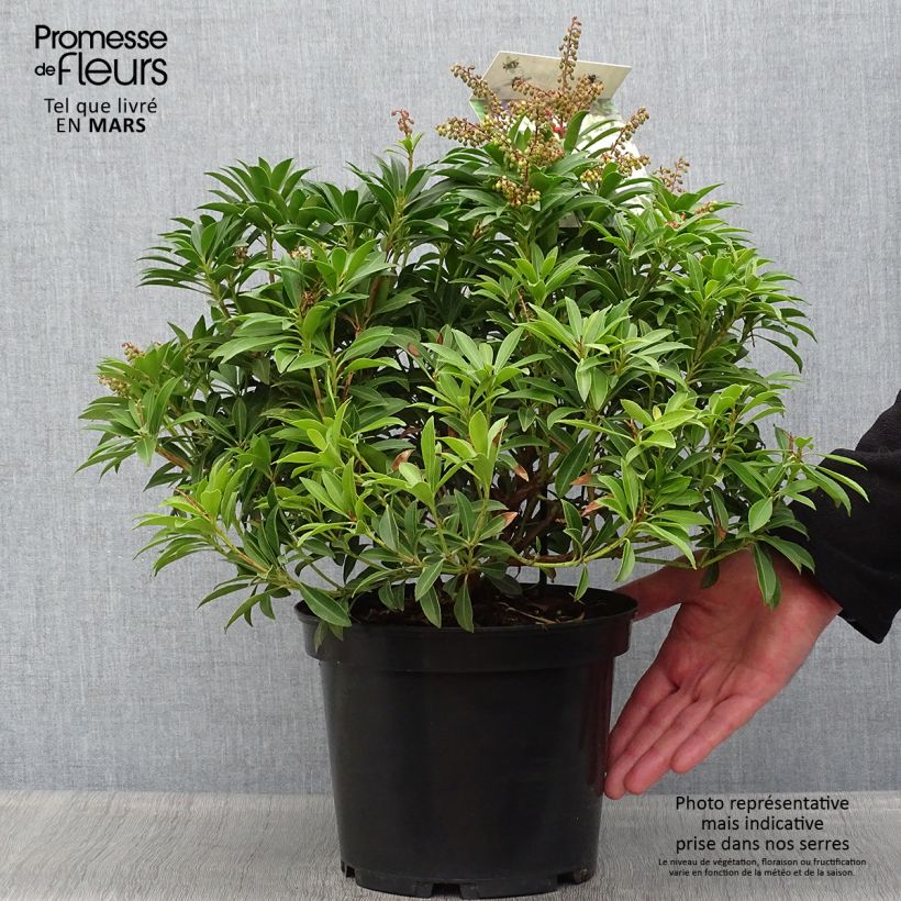 Pieris japonica Debutante - Andrómeda Maceta 4L/5L Ejemplar entregado en la primavera