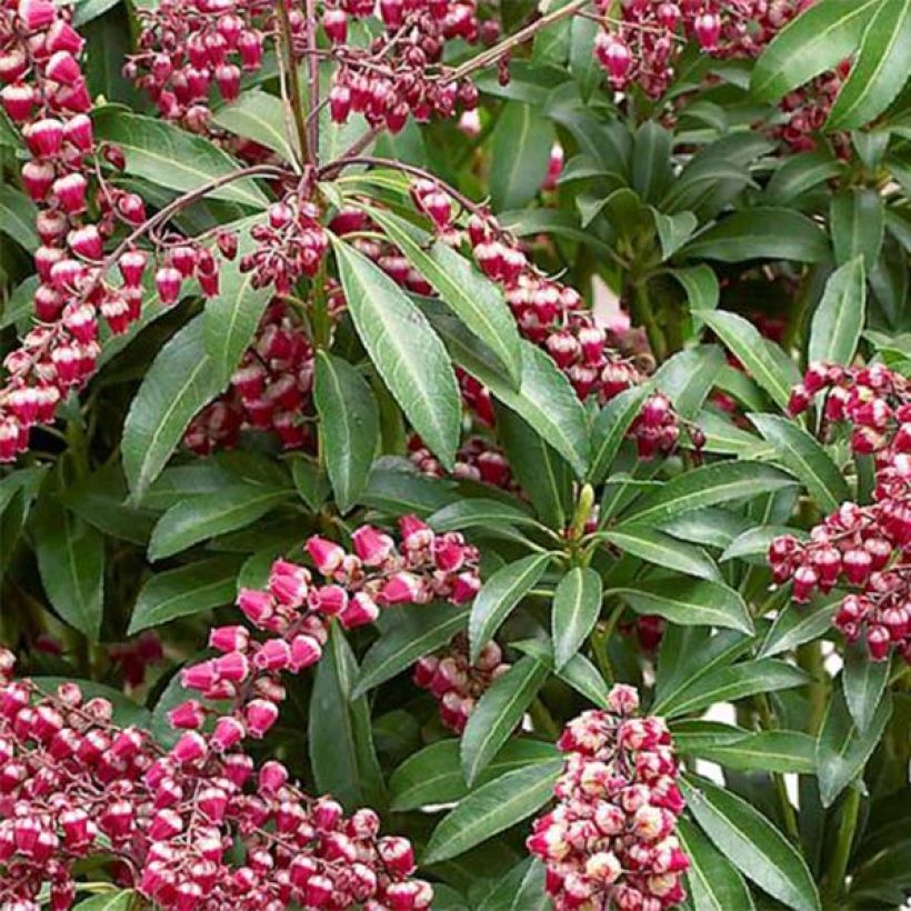 Pieris japonica Passion - Andrómeda (Follaje)