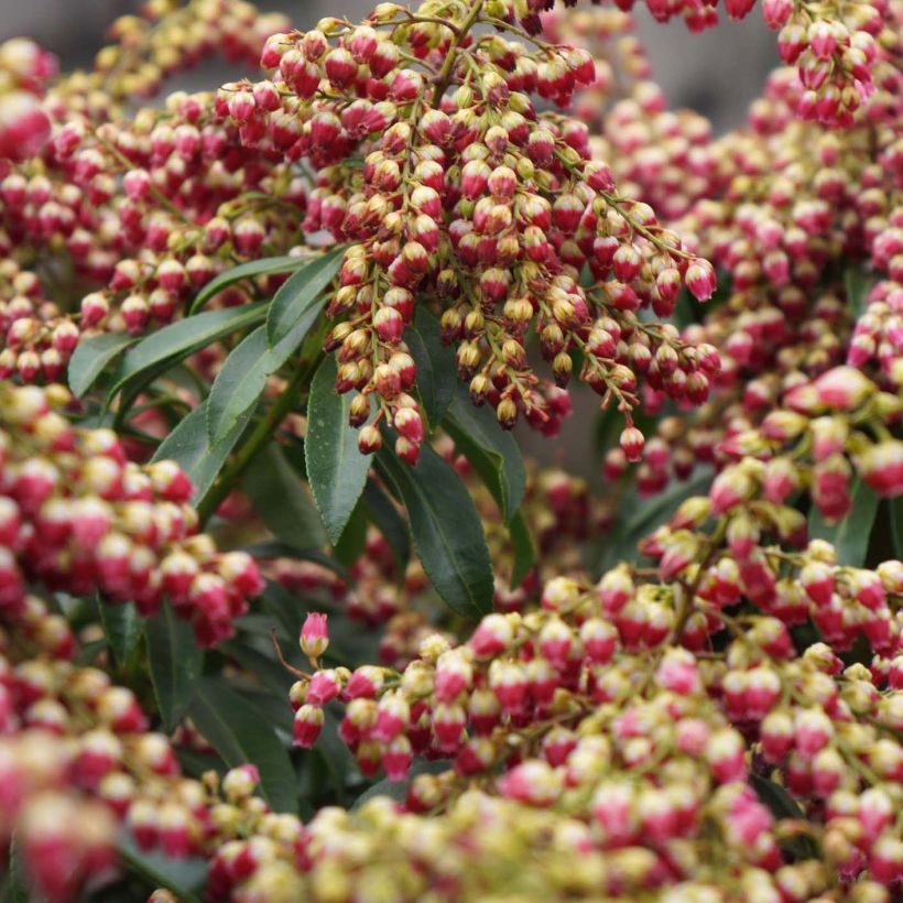 Pieris japonica Passion - Andrómeda (Floración)