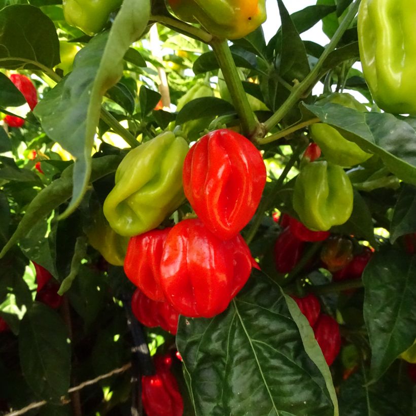 Pimienta Habanero - Capsicum chinense (Cosecha)