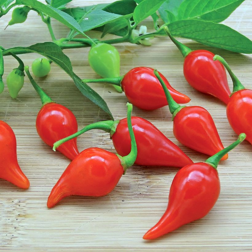 Piment Button Red en plant (Cosecha)