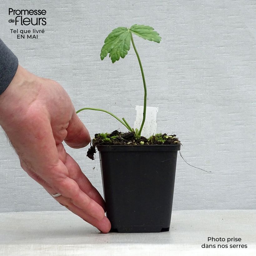 Pimpinella major Rosea Maceta de 8/9 cm Ejemplar entregado en la primavera