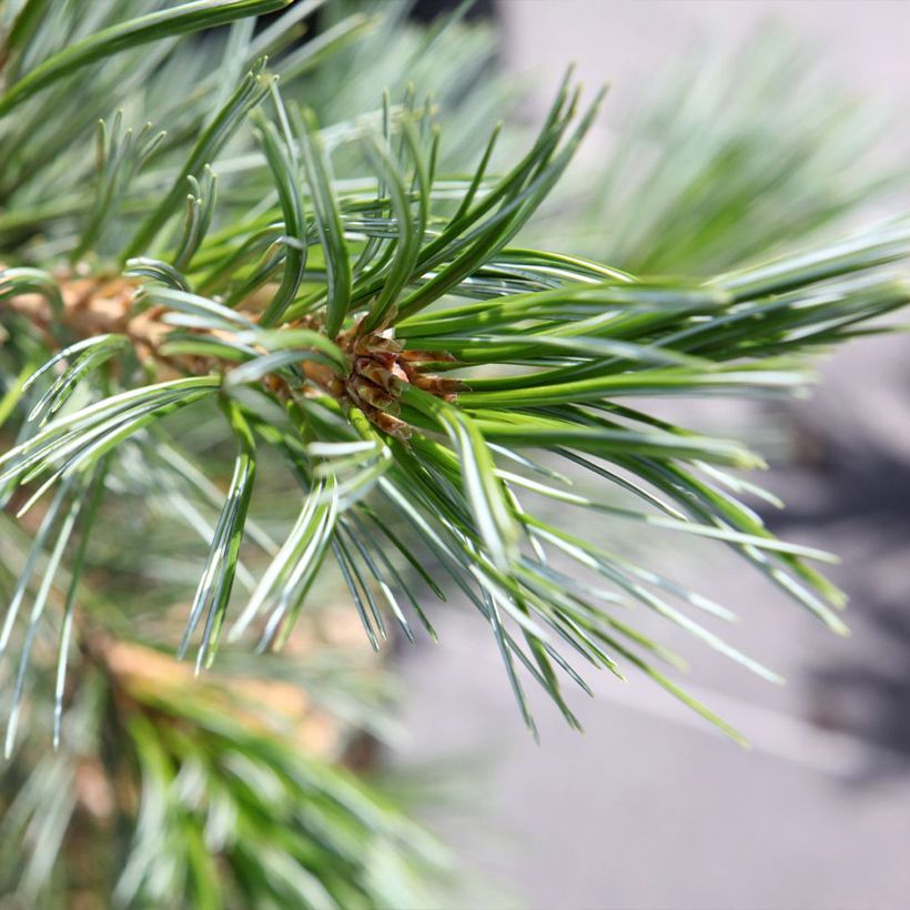 Pinus flexilis Vanderwolfs Pyramid (Follaje)