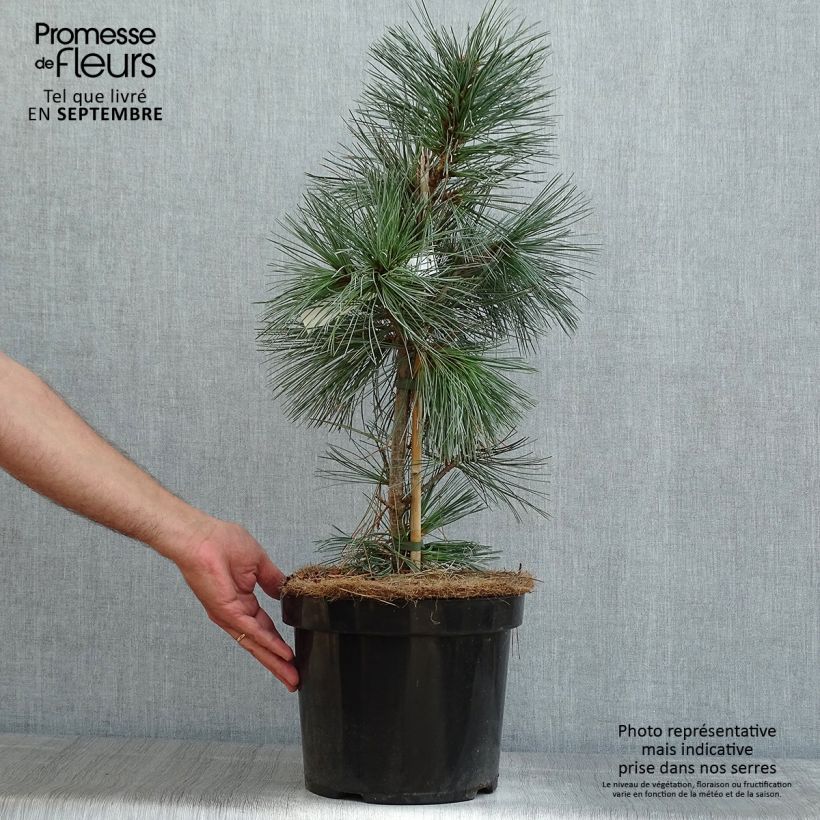 Ejemplar de Pinus flexilis Vanderwolfs Pyramid Maceta 7,5L/10L entregado en verano