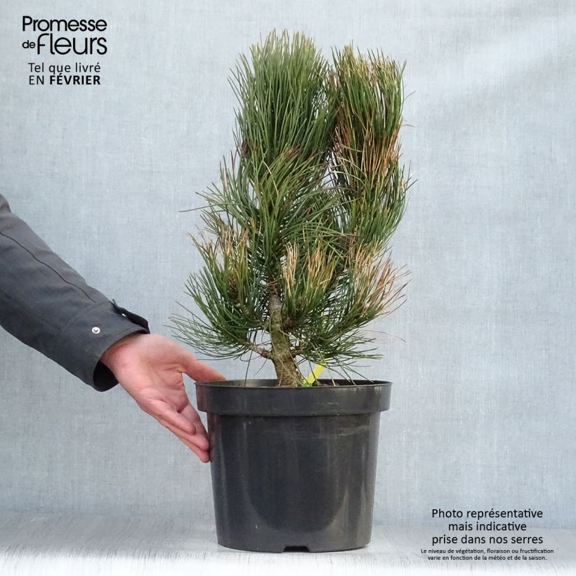 Pinus heldreichii Satellit - Pino de los Balcanes Maceta 7,5L/10L Ejemplar entregado en invierno