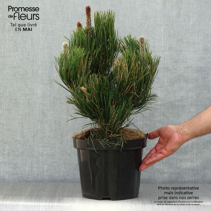 Pinus heldreichii Satellit - Pino de los Balcanes Maceta 7,5L/10L Ejemplar entregado en la primavera