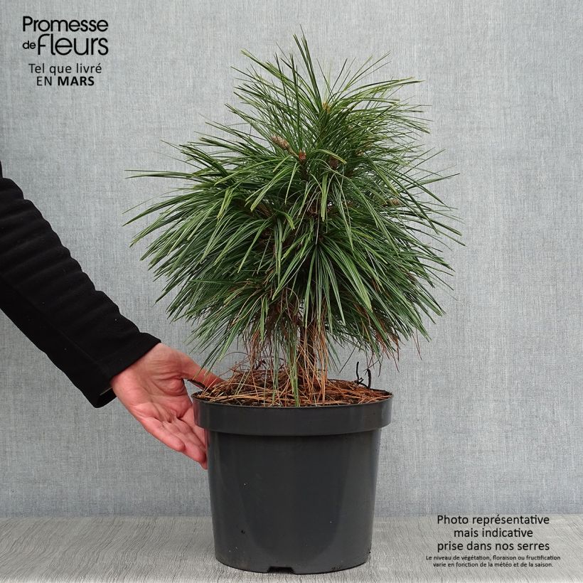 Pinus schwerinii Wiethorst Maceta 7,5L/10L Ejemplar entregado en invierno