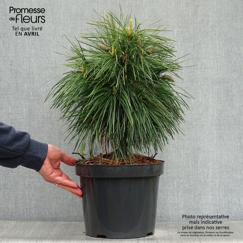 Pinus schwerinii Wiethorst Maceta 7,5L/10L Ejemplar entregado en la primavera