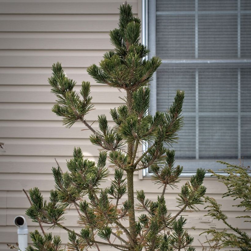 Pinus thunbergii Kotobuki (Porte)