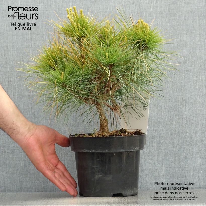 Pino de Weymouth Blue Shag - Pinus strobus Maceta 2L/3L Ejemplar entregado en la primavera