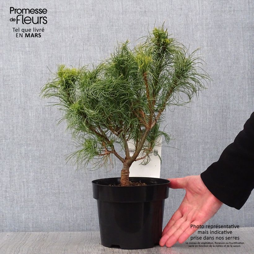 Pino de Weymouth Tiny Kurls - Pinus strobus Maceta 2L/3L Ejemplar entregado en invierno