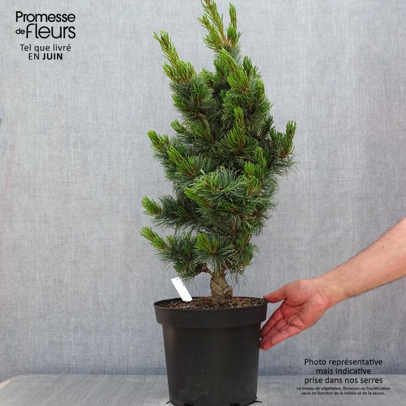 Pino blanco japonés Bergman - Pinus parviflora Maceta 7,5L/10L Ejemplar entregado en la primavera