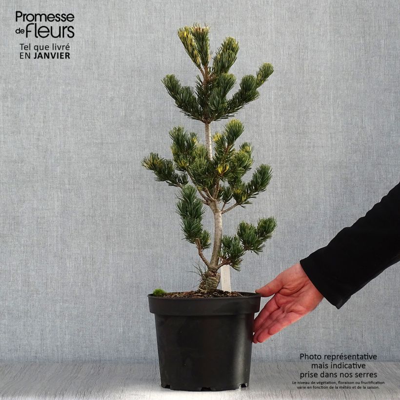 Pino blanco japonés Fukai - Pinus parviflora Maceta 4L/5L Ejemplar entregado en invierno